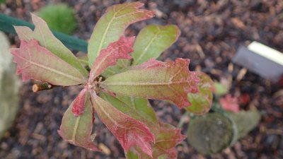 Quercus marilandica - dub marylandský
